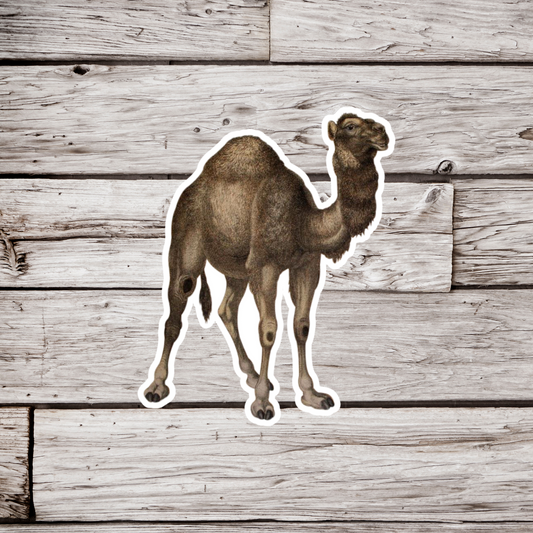 Camel Sticker
