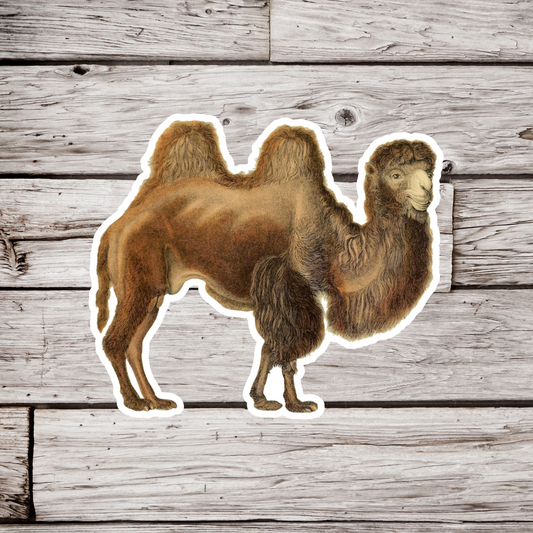 Camel Sticker