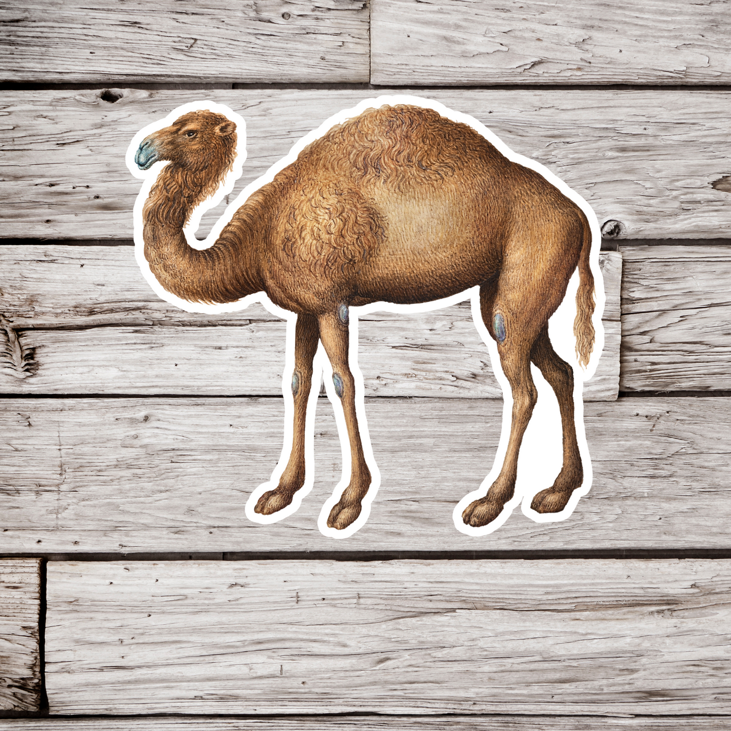 Camel Sticker