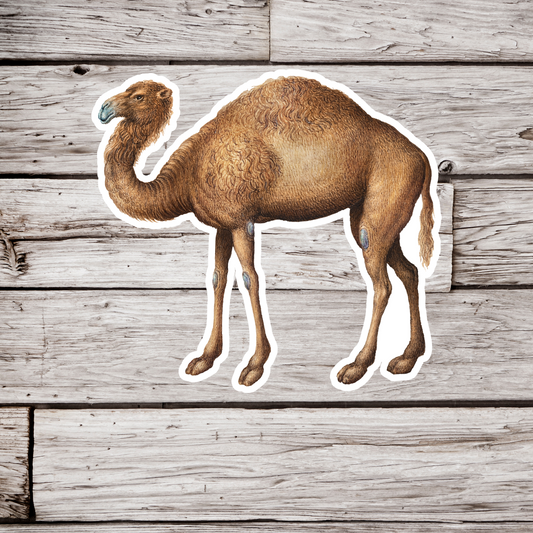 Camel Sticker