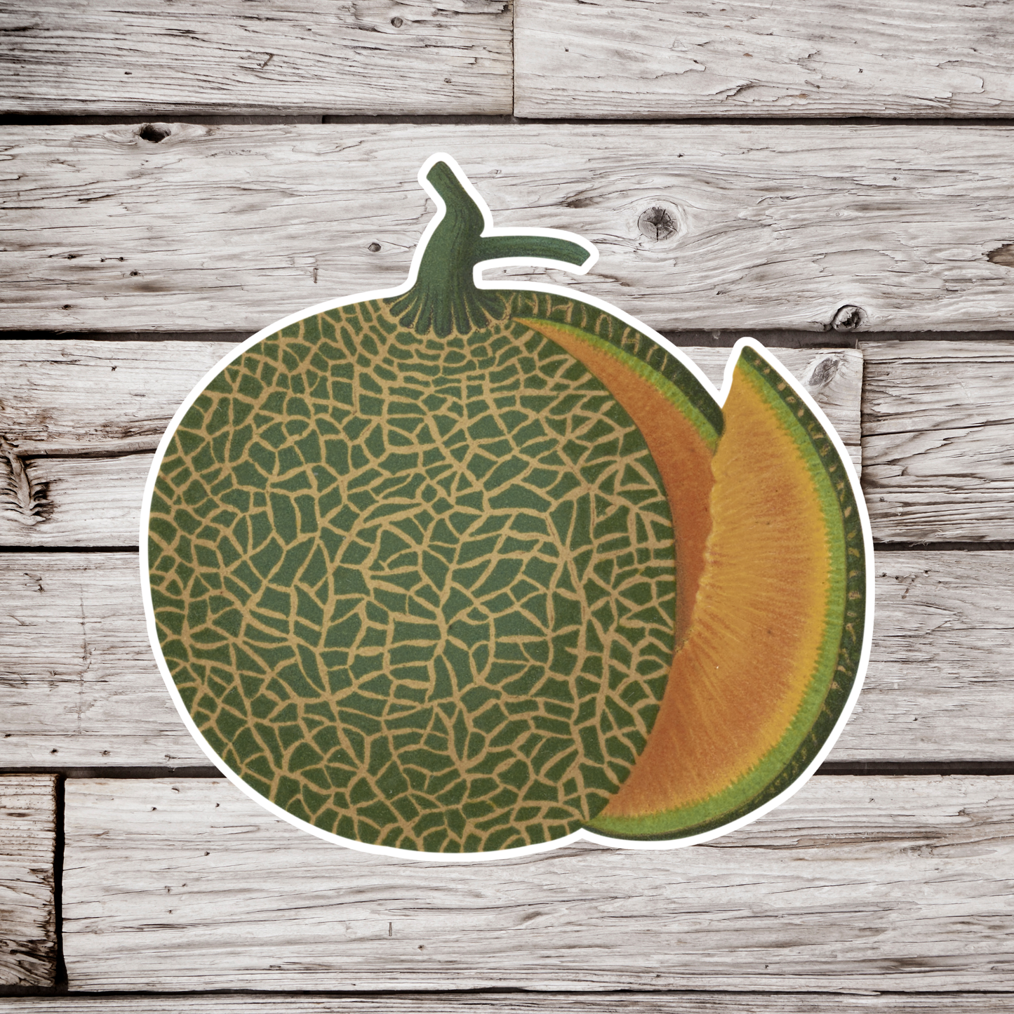 Cantaloupe Sticker