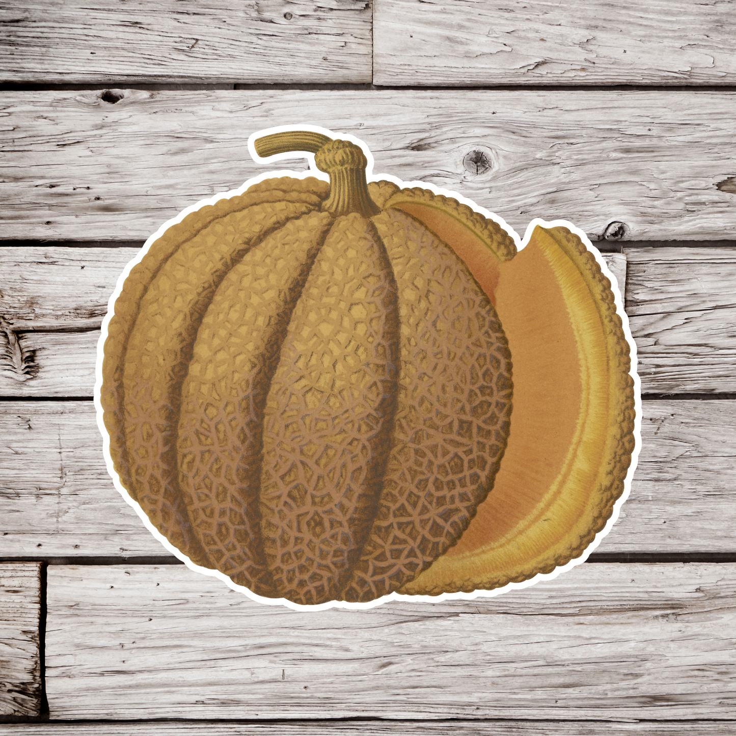 Cantaloupe Sticker