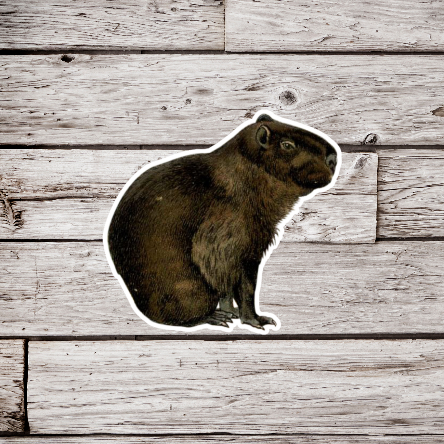 Capybara Sticker