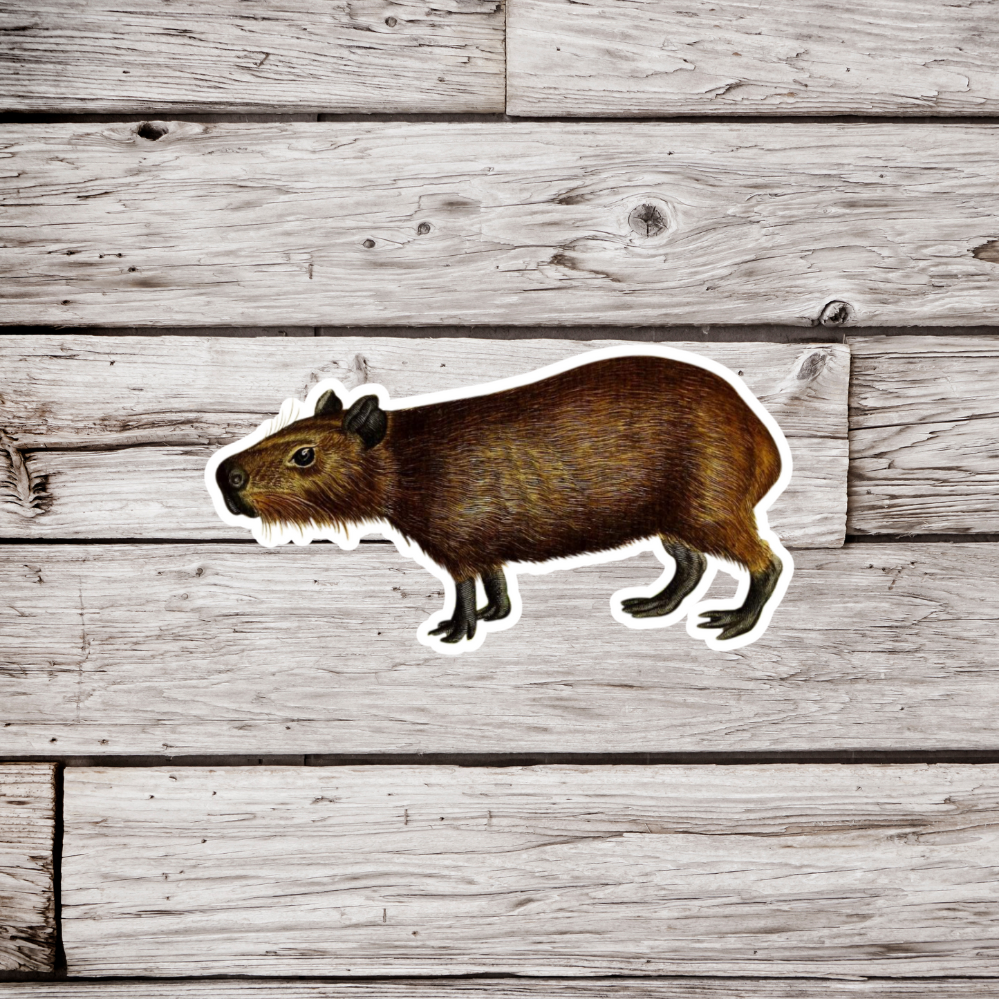 Capybara Sticker