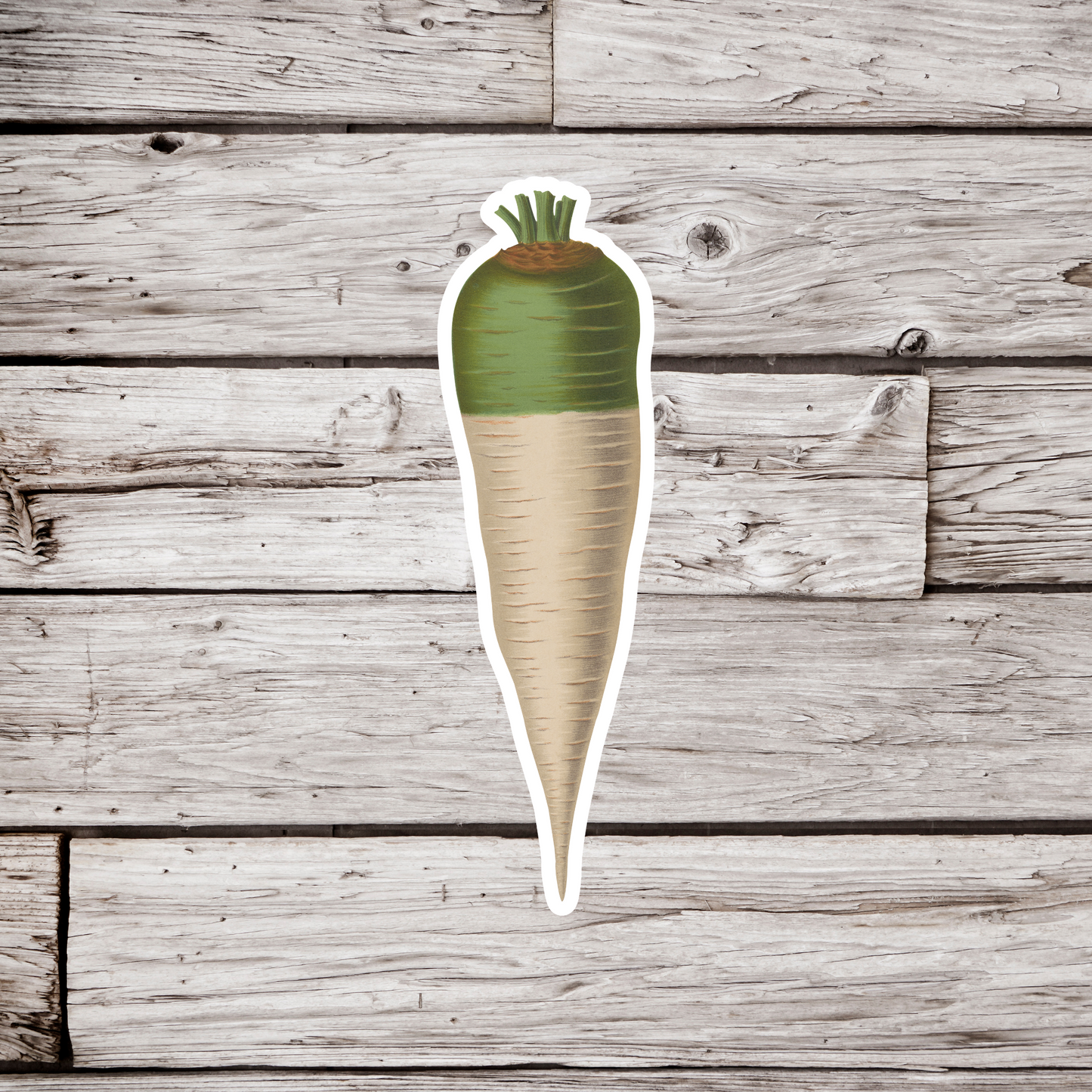Carrot Sticker