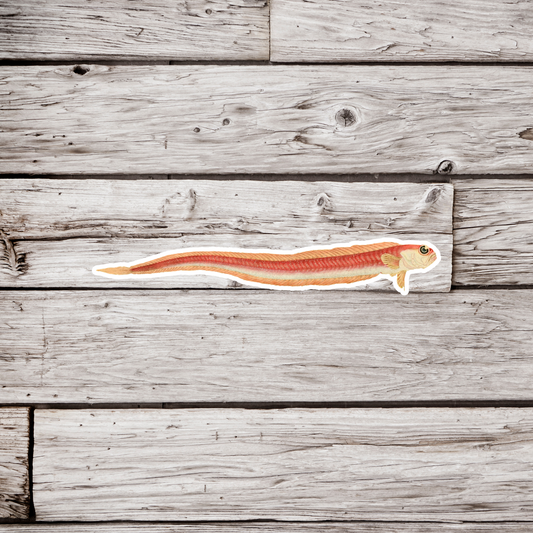 Red Bandfish Sticker, Cepola macrophthalma