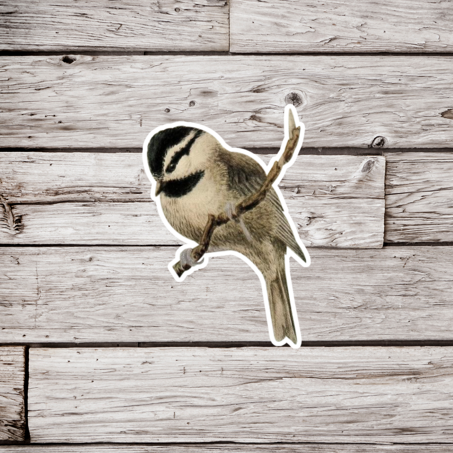 Chickadee Sticker