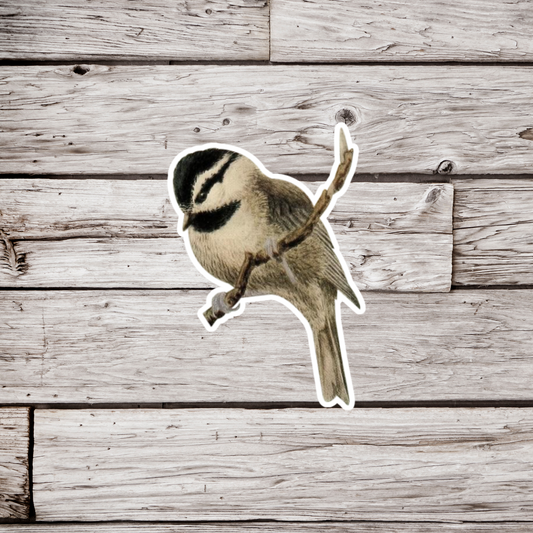 Chickadee Sticker