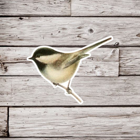 Chickadee Sticker