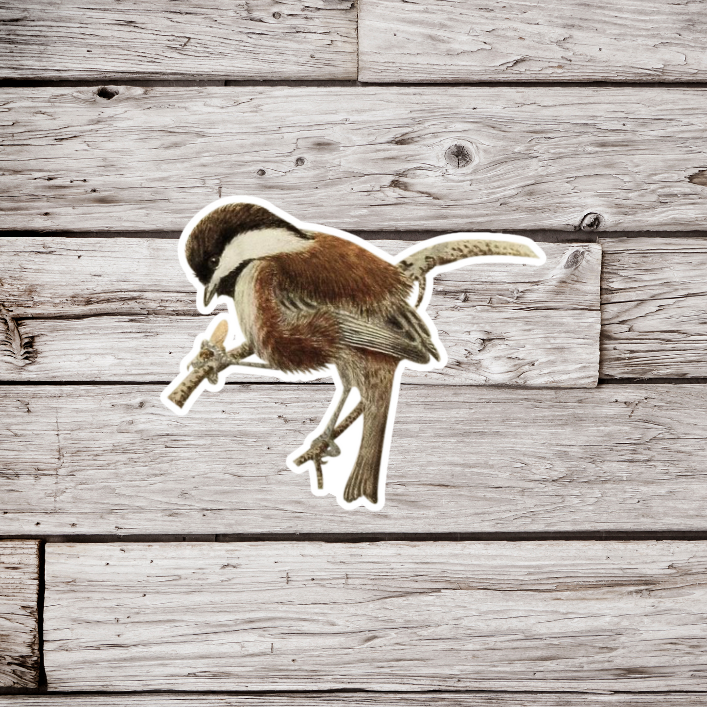 Chickadee Sticker