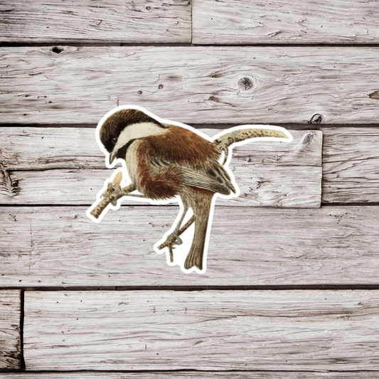 Chickadee Sticker
