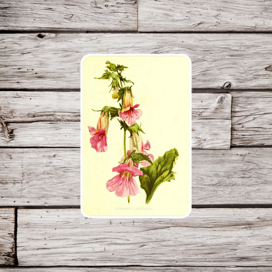 Chinese Foxglove Sticker