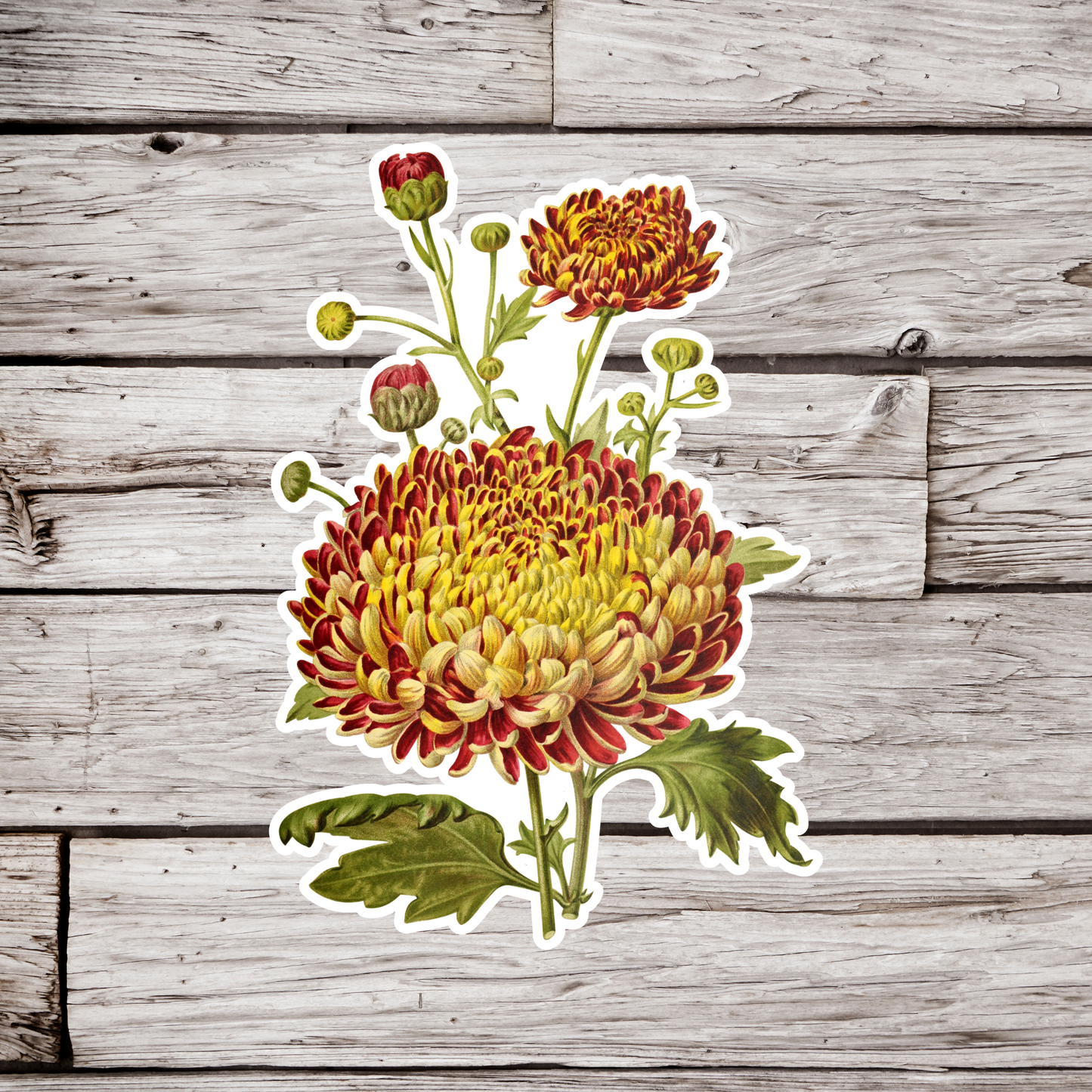 Chrysanthemum Flower Sticker