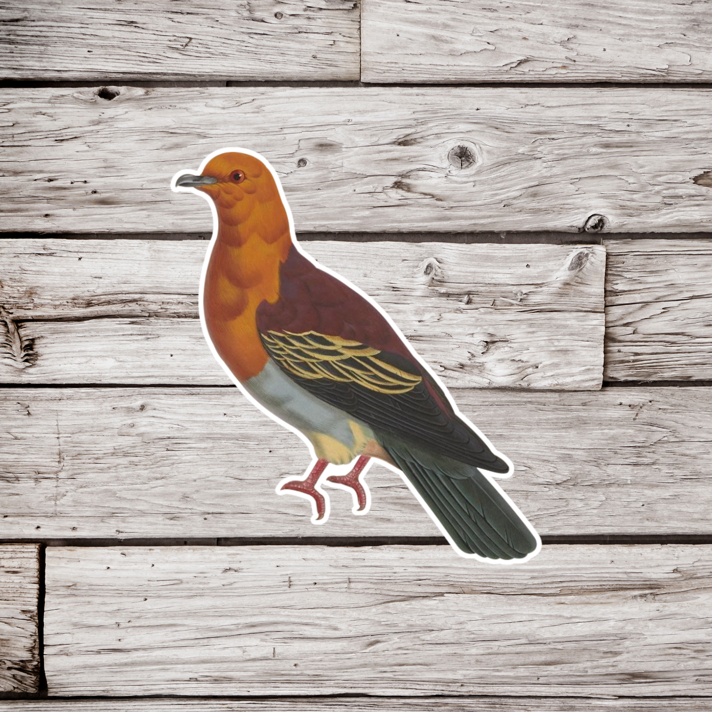 Cinnamon Headed Green Pigeon Sticker
