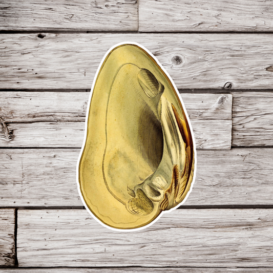 Clam Sticker