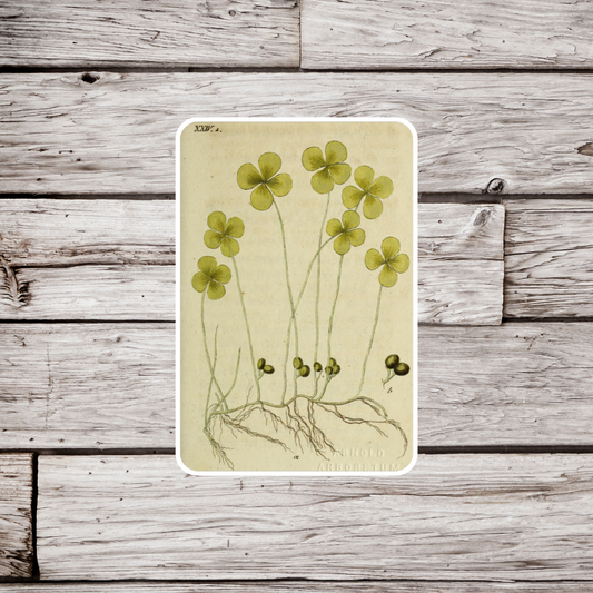 Clover Sticker