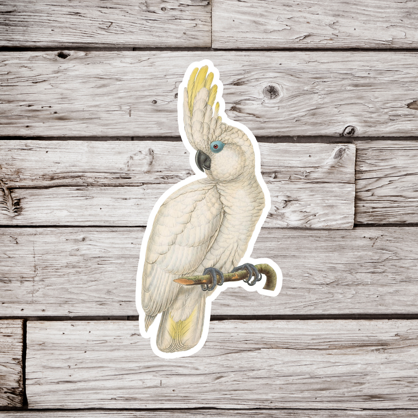Cockatoo Sticker