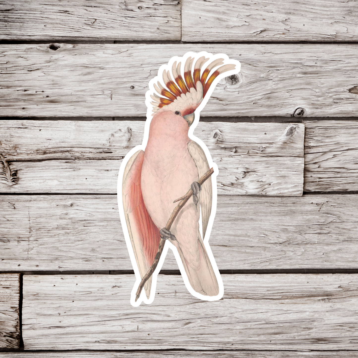 Cockatoo Sticker