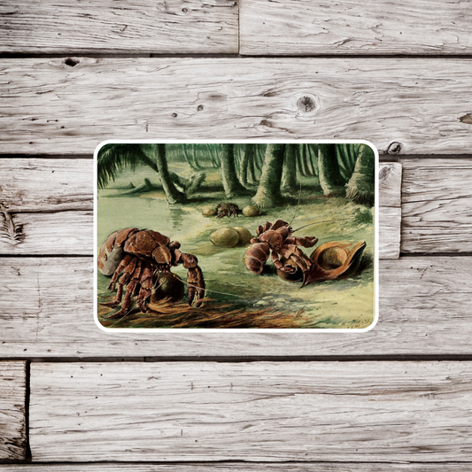 Coconut Crab Sticker