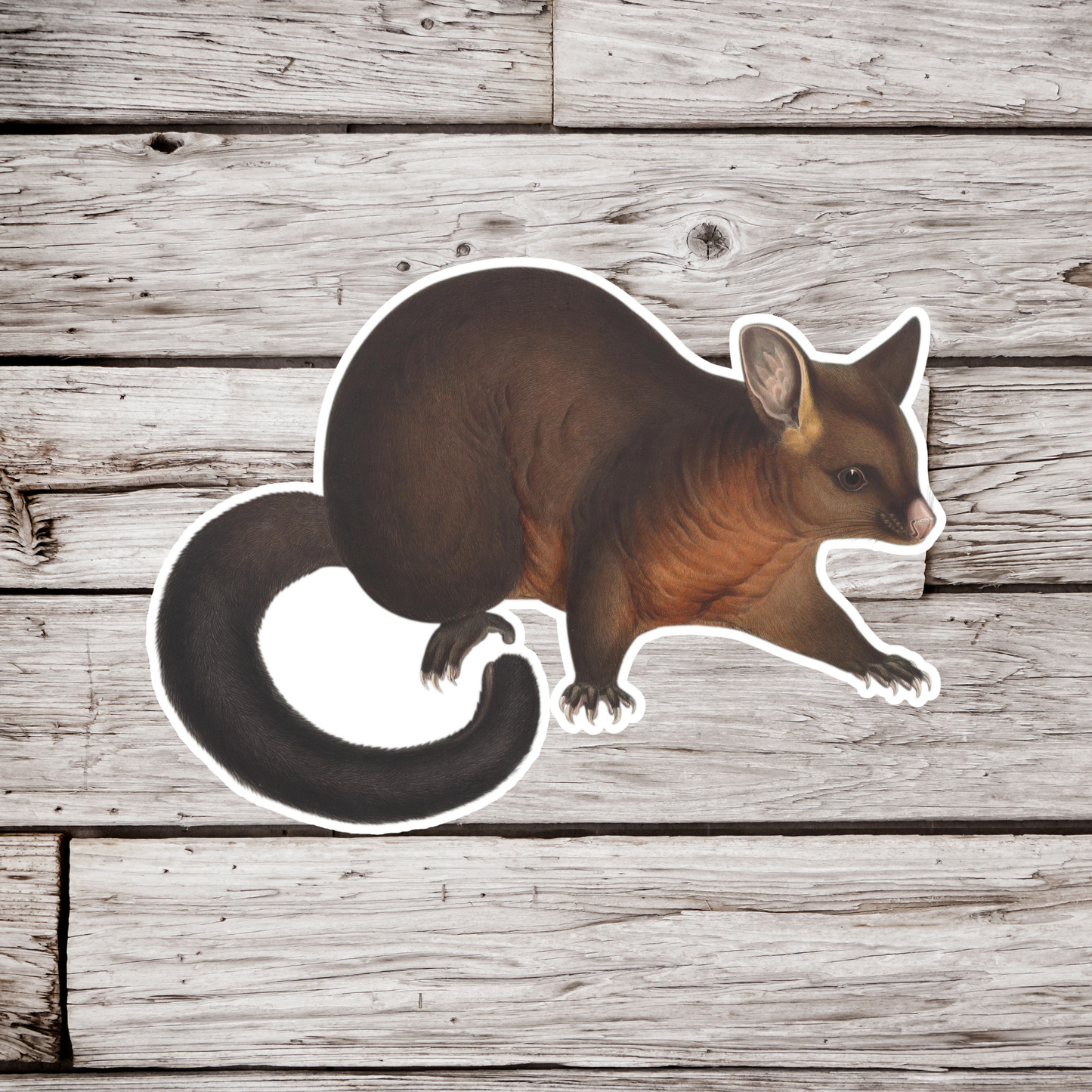 Common Brushtail Possum Sticker