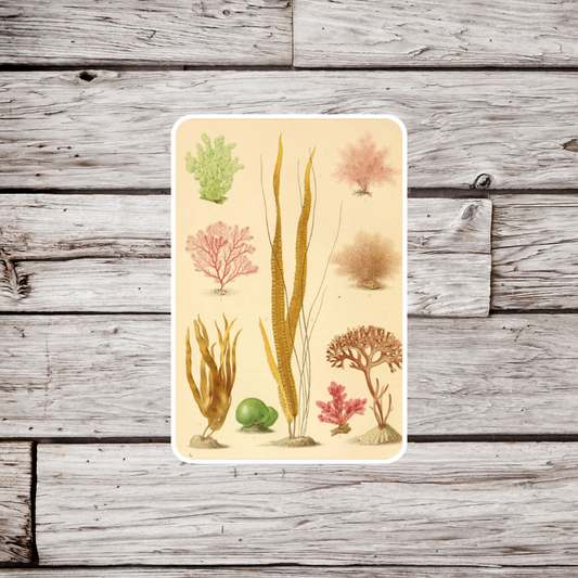 Coral Sticker