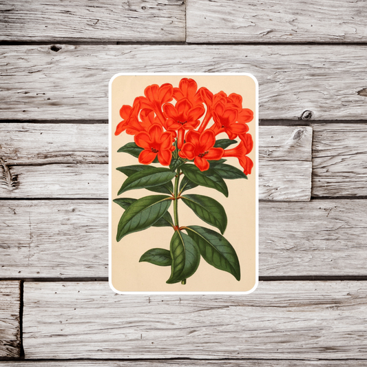 Cordia Sebestena Sticker, Flower Sticker Sticker