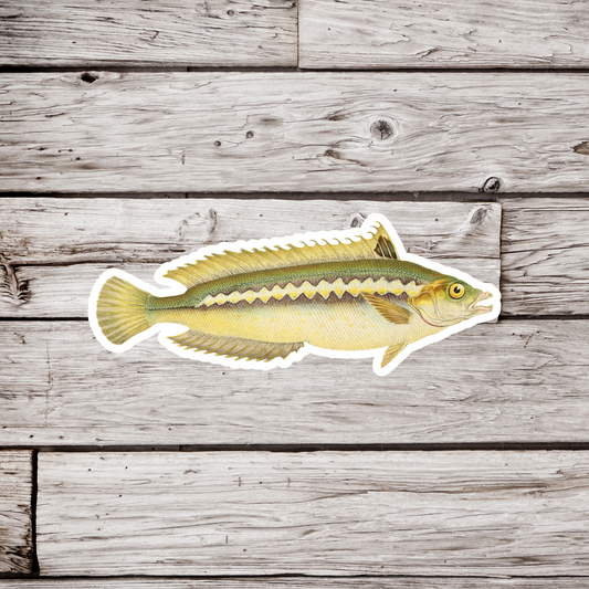 Coris Julis Sticker, Mediterranean Rainbow Wrasse Fish