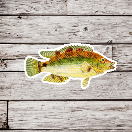 Corkwing Wrasse Sticker