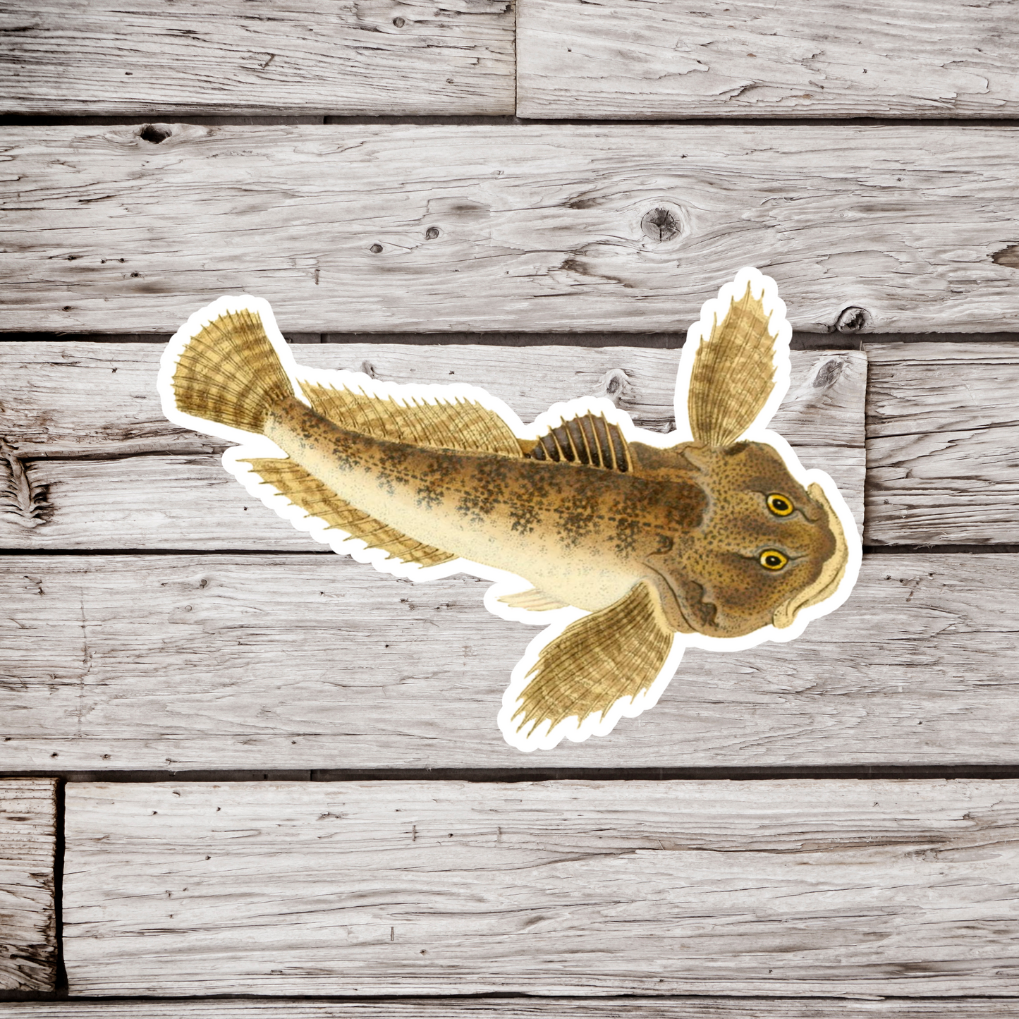Cottus Gobio Sticker, European Bullhead Fish Sticker
