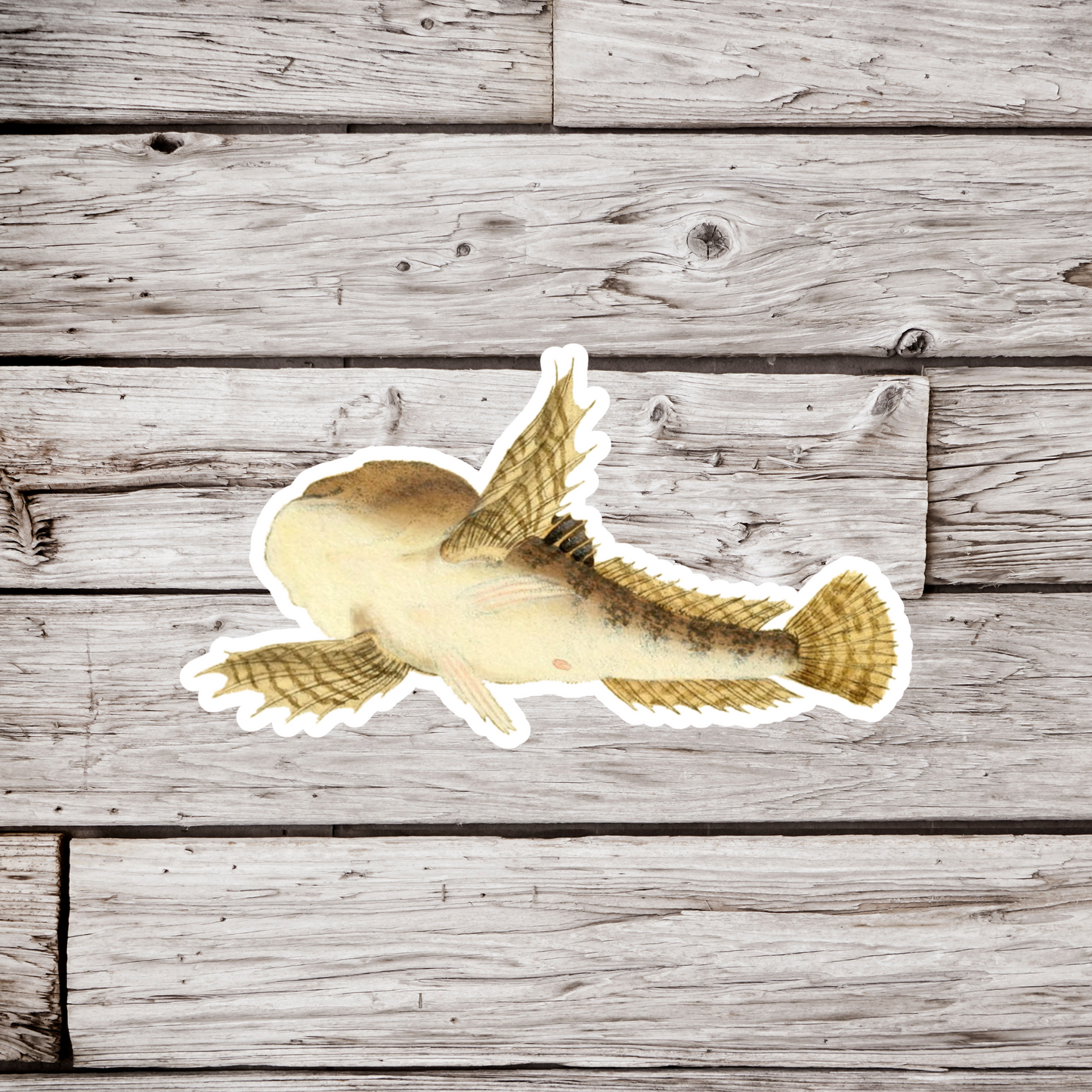Cottus Gobio Sticker, European Bullhead Fish Sticker