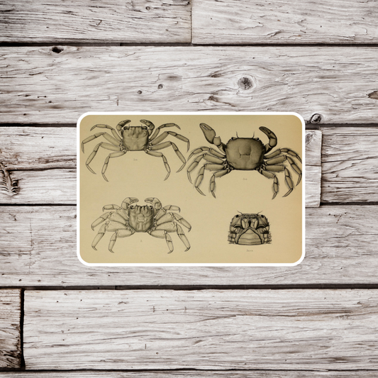 Crab Sticker