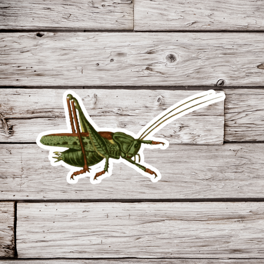 Cricket Sticker