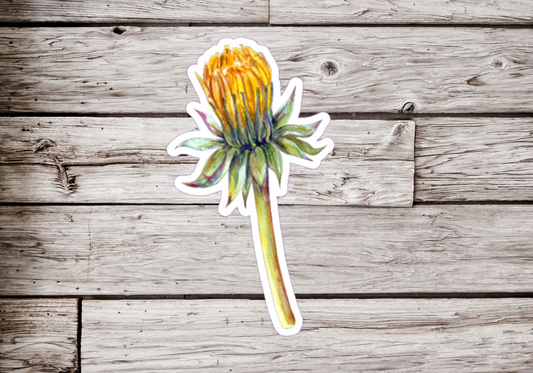 Dandelion Sticker