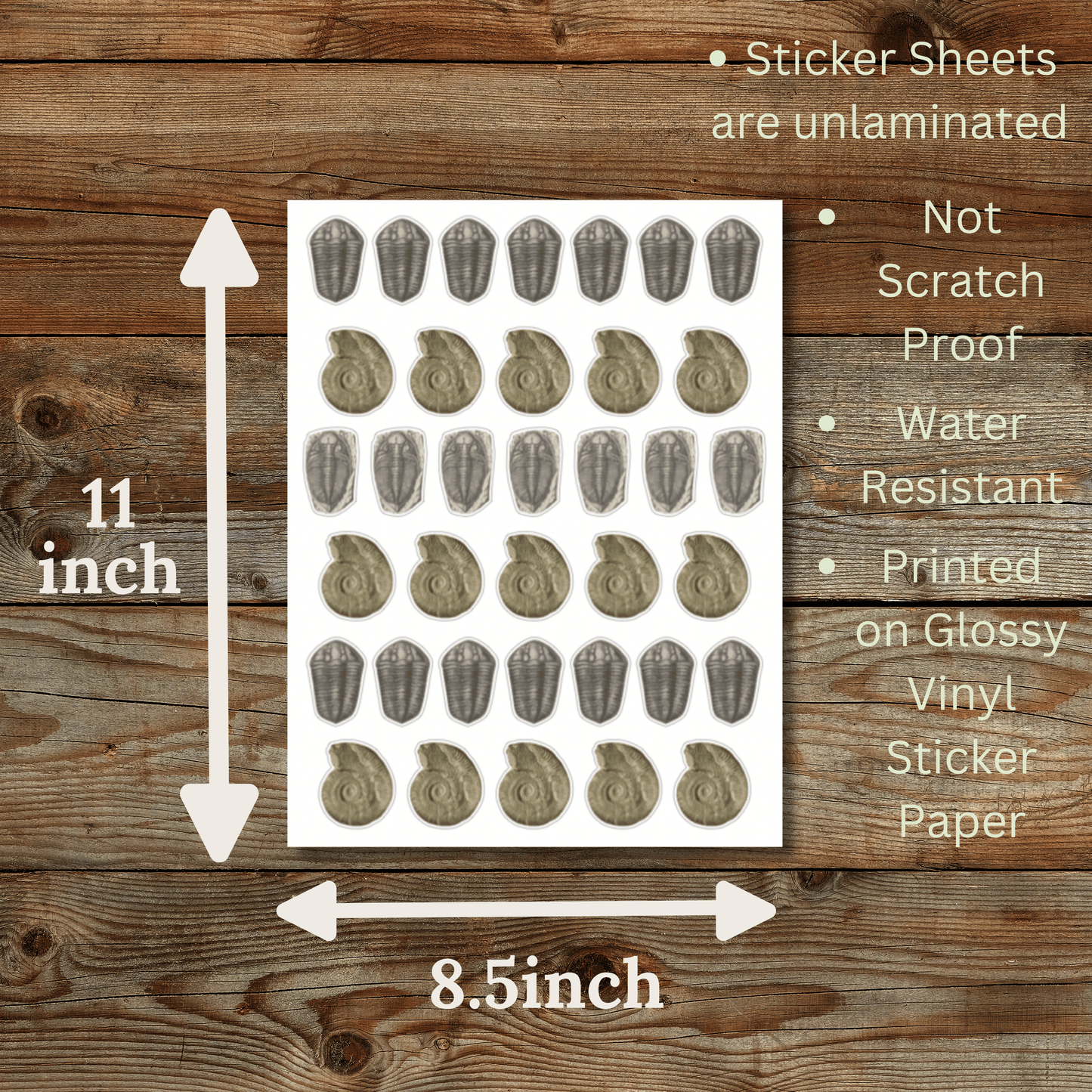 Fossil Sticker Sheet