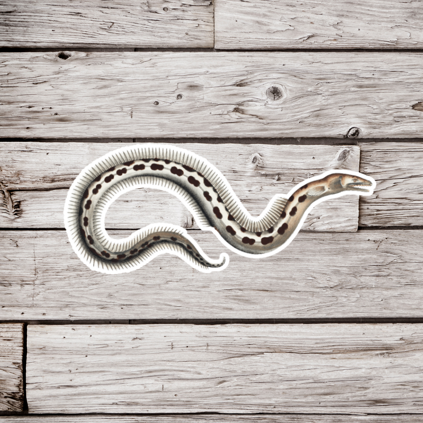 Eel Sticker