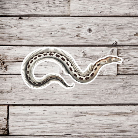 Eel Sticker