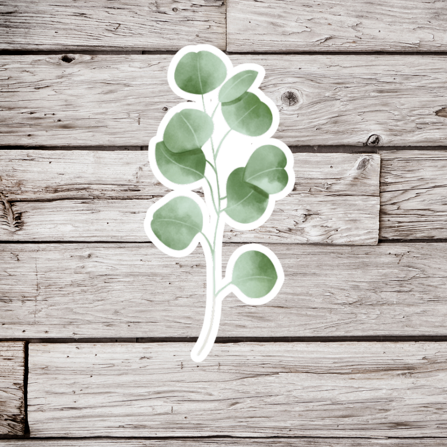 Eucalyptus Sticker