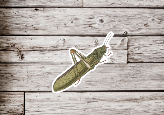 Grasshopper Sticker