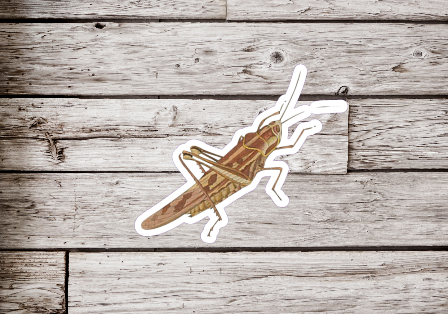 Grasshopper Sticker
