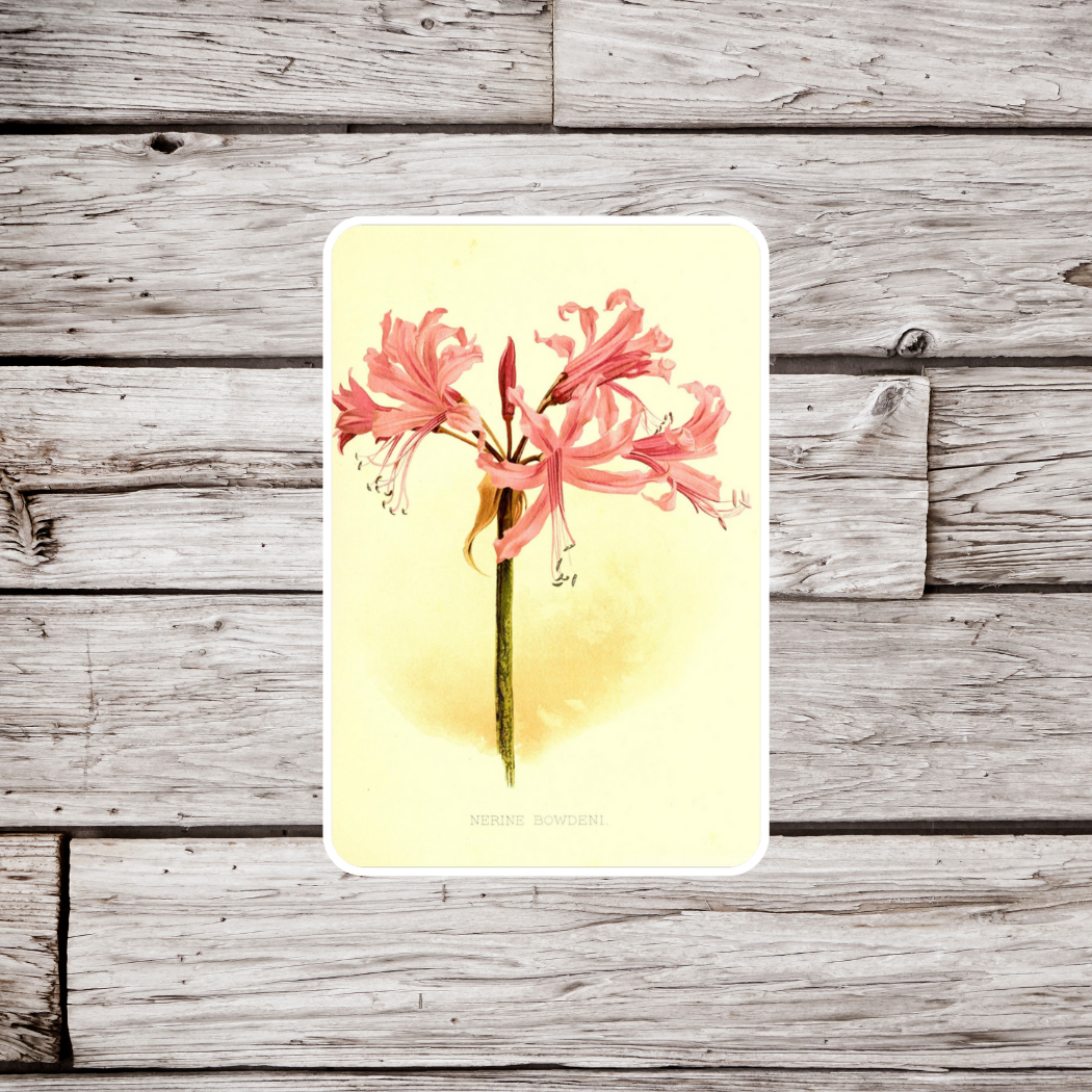 Guernsey Lily Sticker
