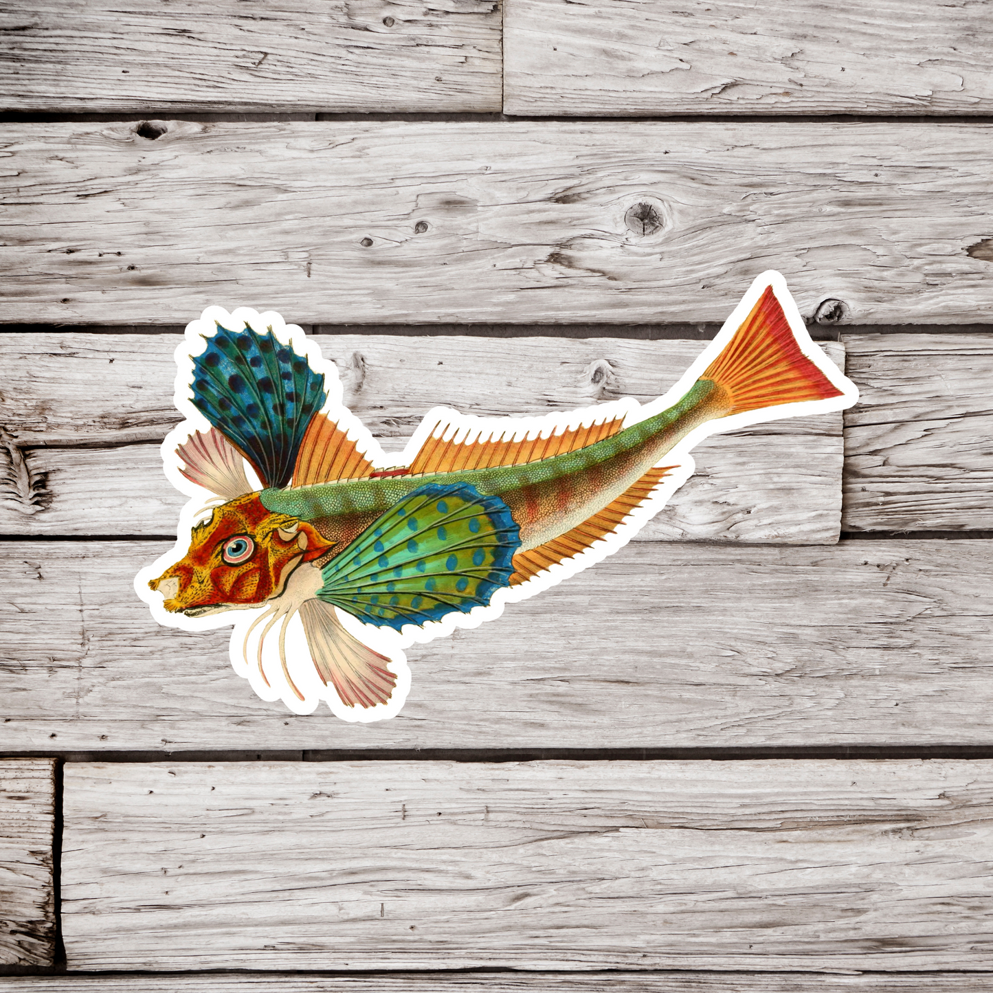 Tub Gurnard, Trigla hirundo Fish Sticker