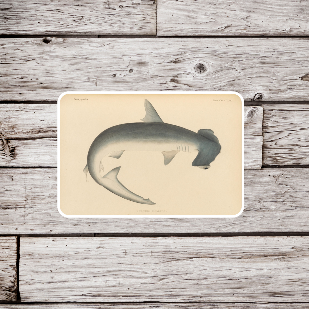 Hammerhead Shark Sticker