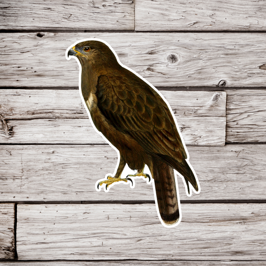 Hawk Sticker