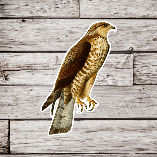 Hawk Sticker