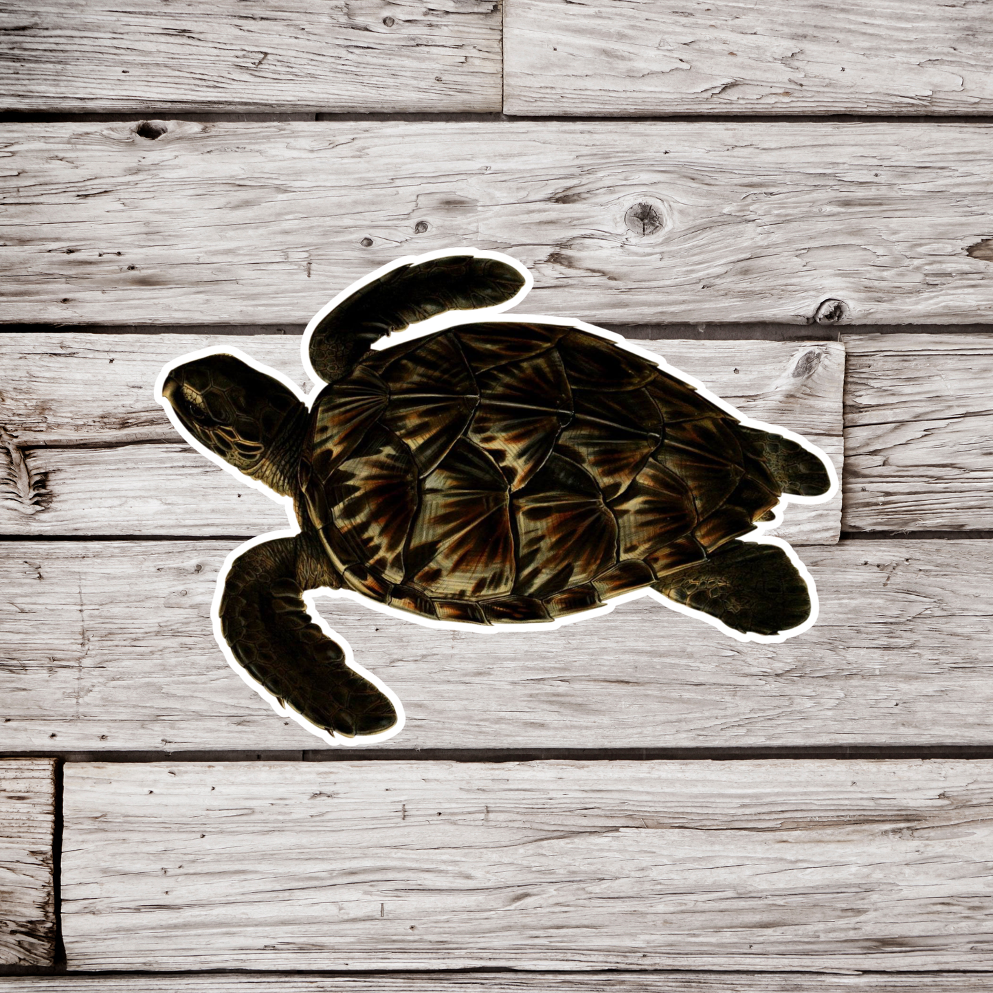 Hawksbill Sea Turtle Sticker