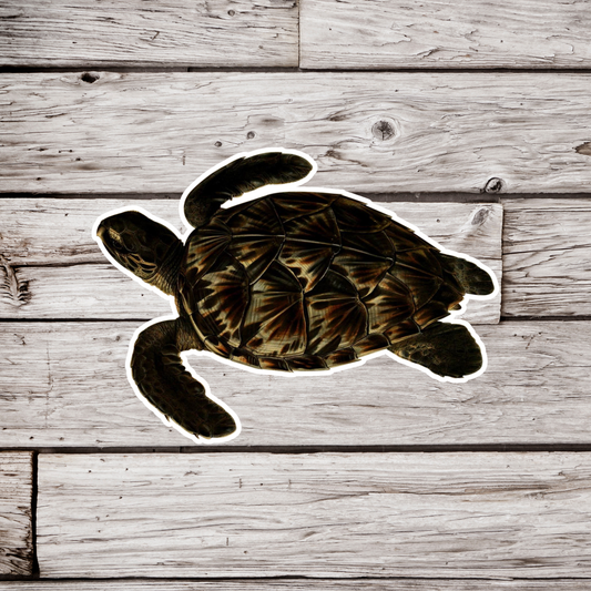 Hawksbill Sea Turtle Sticker