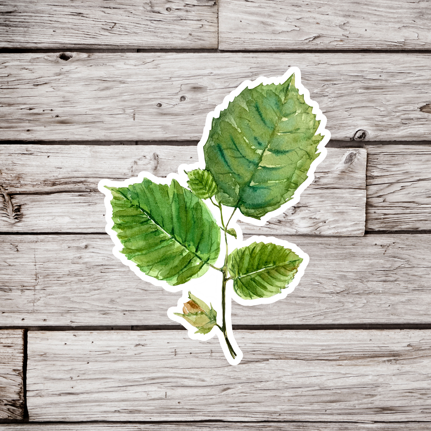 Hazel Leaf Sticker