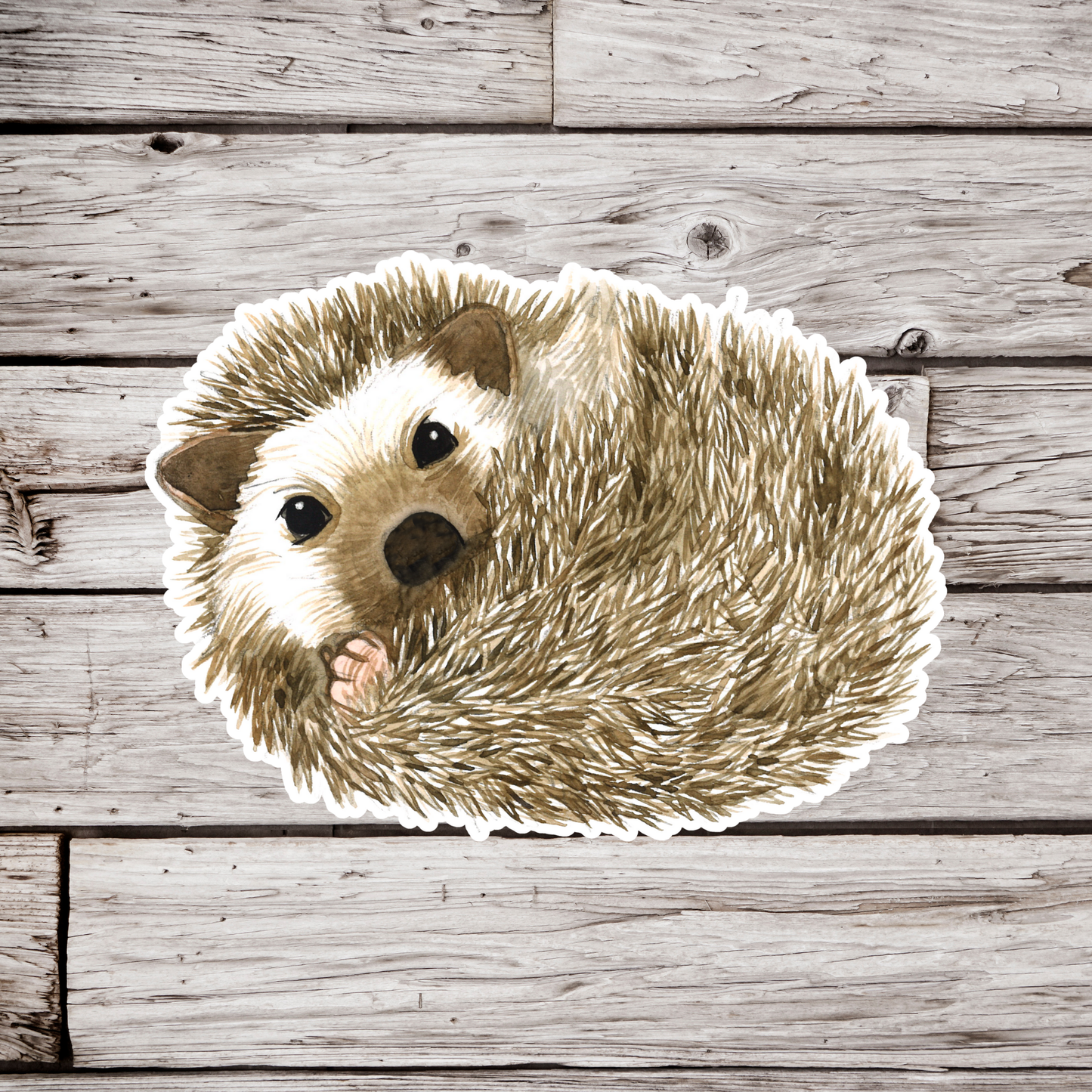 Hedgehog Sticker