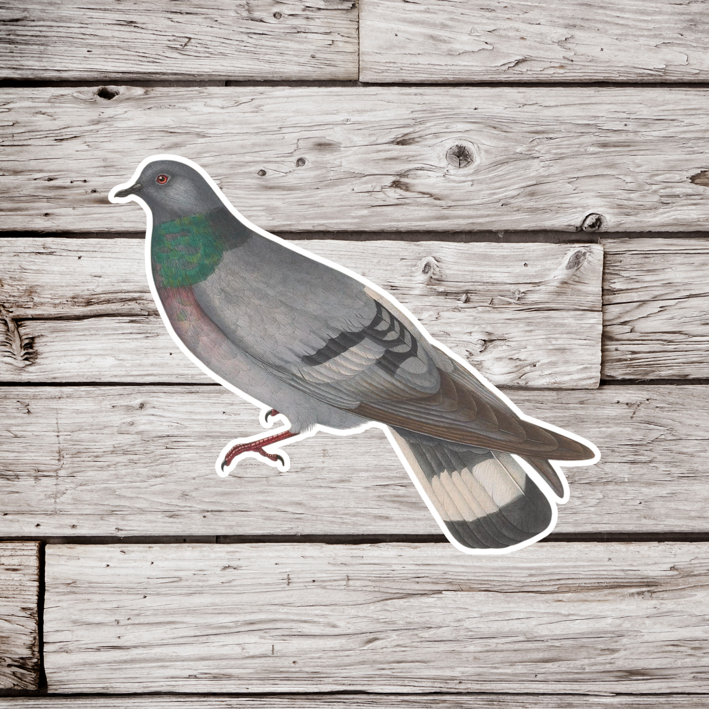 Hill Pigeon Sticker
