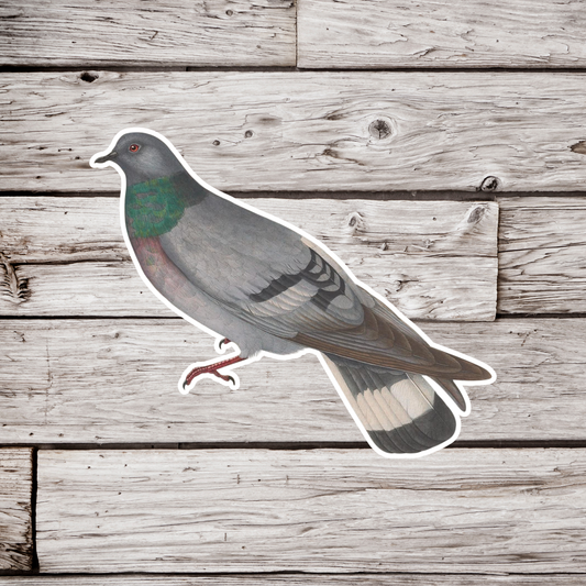 Hill Pigeon Sticker